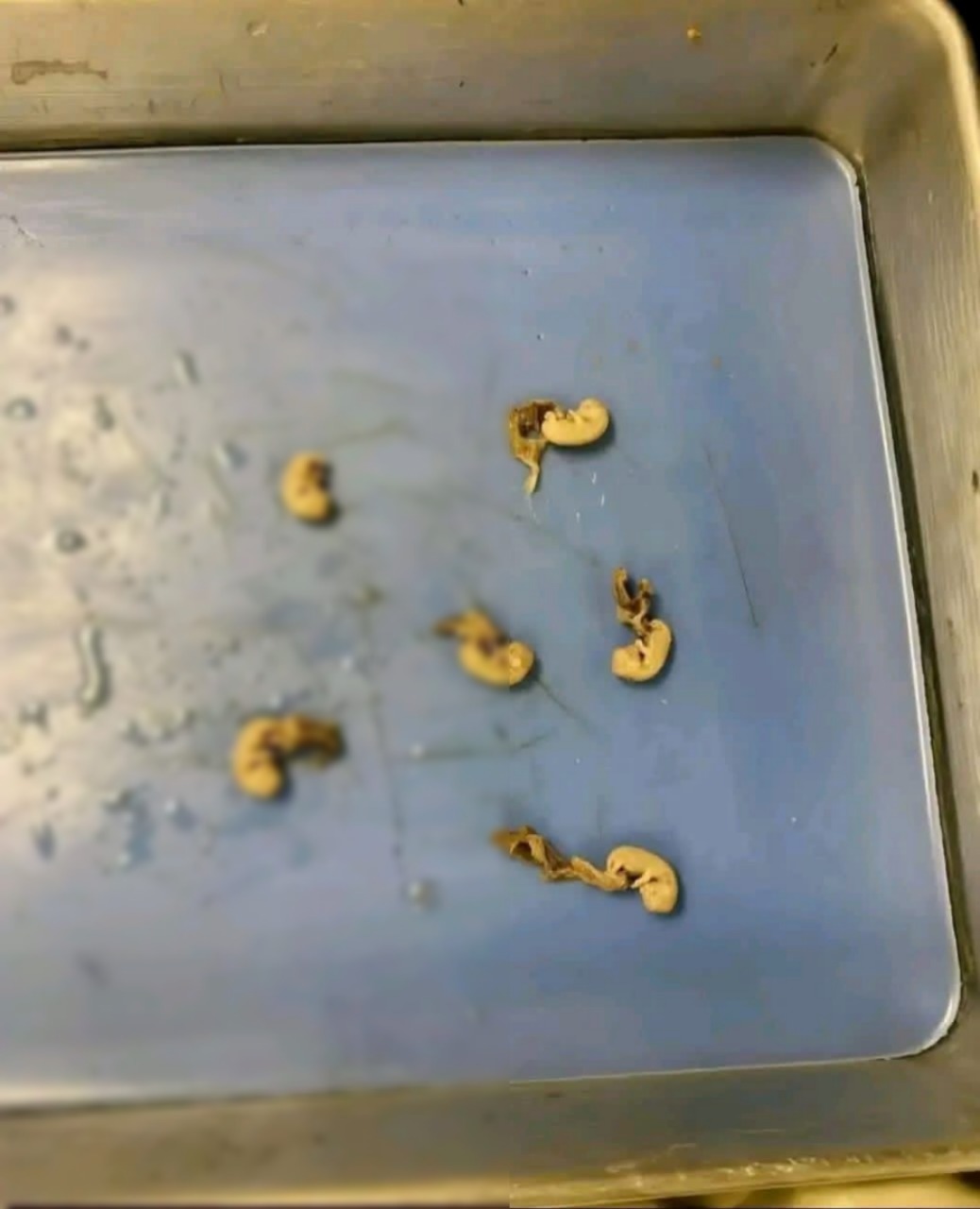 Parecen pequeñas semillas pero son 6… Ver más